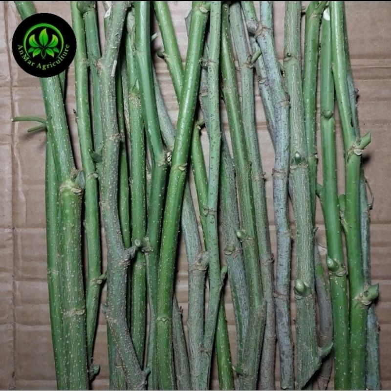 batang stek indigofera