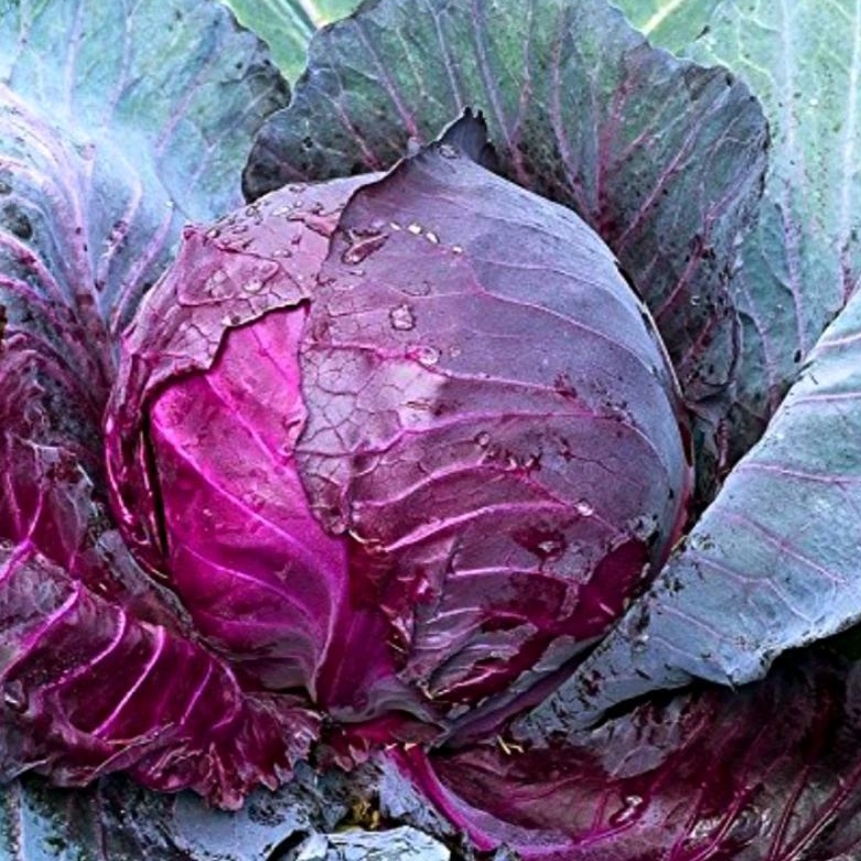 10 Bibit Biji Benih Kubis Ungu kol/kubis bokor ungu