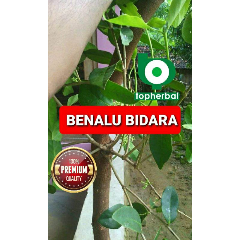 

Benalu Bidara Kering 500 Gram