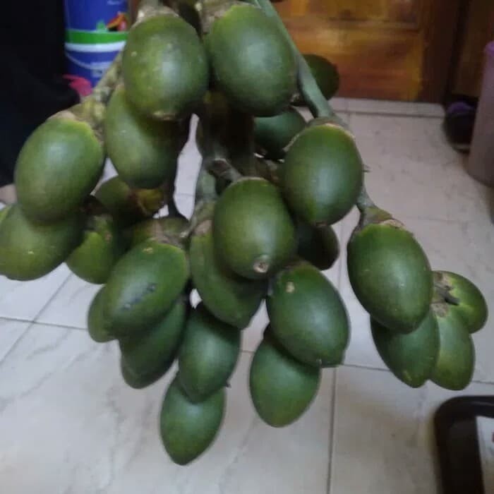 

10 buah Pinang Muda Jambe Segar Harga PROMO
