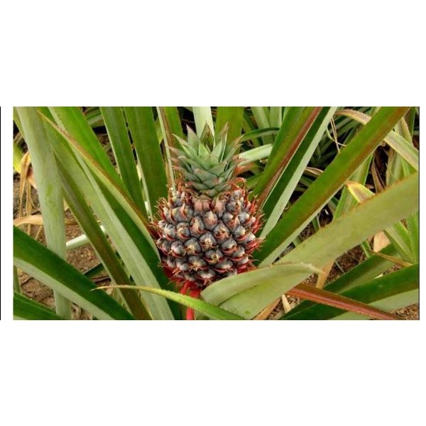 

Daun Nanas Segar 500gram Herbal Harga PROMO