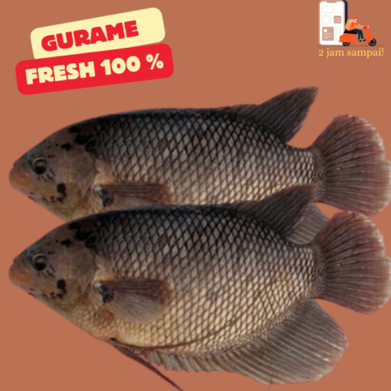 

Ikan Gurame Ikan Gurami Fish Fresh 1 kg KIRIM INSTAN BANDUNG