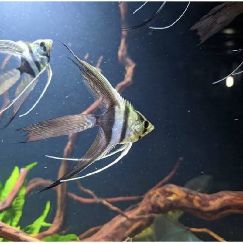 Manfish black and white /Aksesoris kabutuhan akuarium