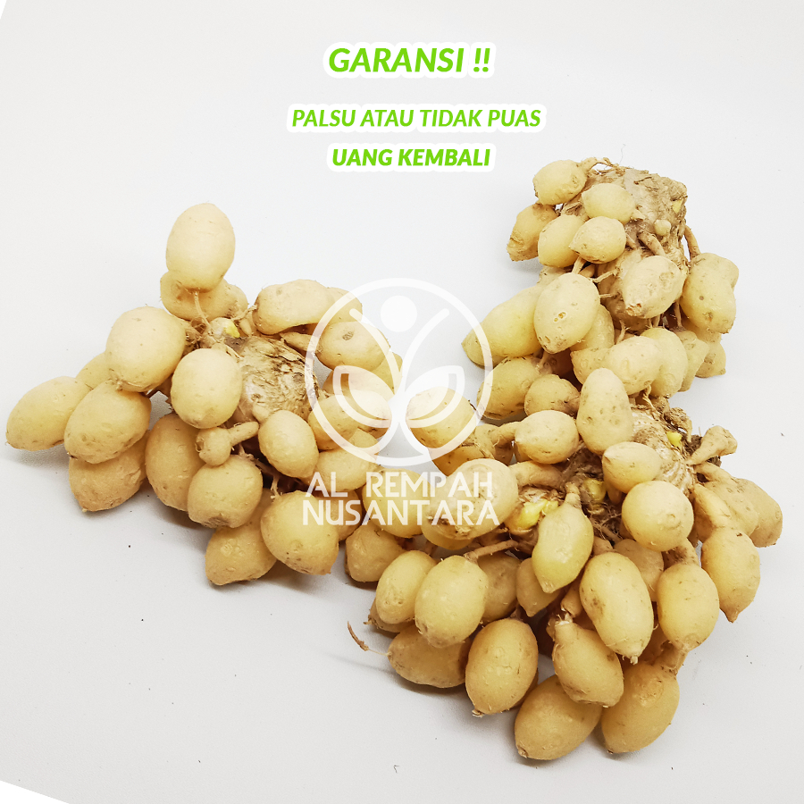 

Kunyit Putih Segar 500gr Asli Gunung Kidul