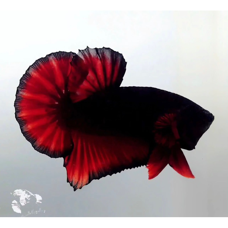 plakat Avatar Kalimaya bahanan top