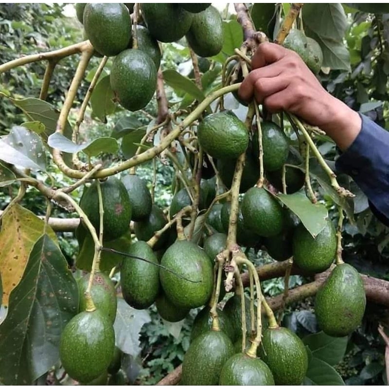 Bibit Alpukat Miki Kaki 3 beli 5 bonus sirsat