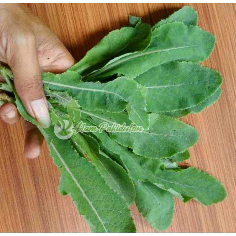 

Daun Tempuyung Segar Perlembar Obat Batu Ginjal