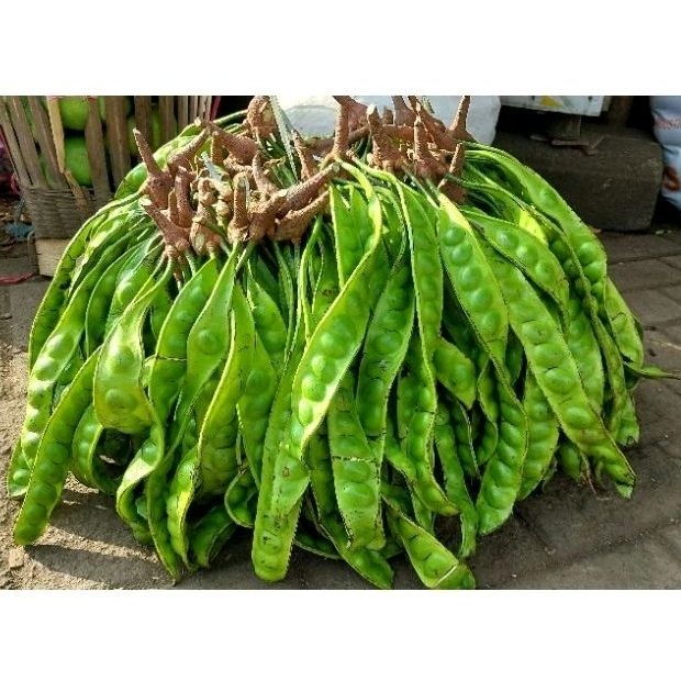 

Buah pete petai peteui stinky bean fresh segar per 10 papan lonjor helai ikat non kupas