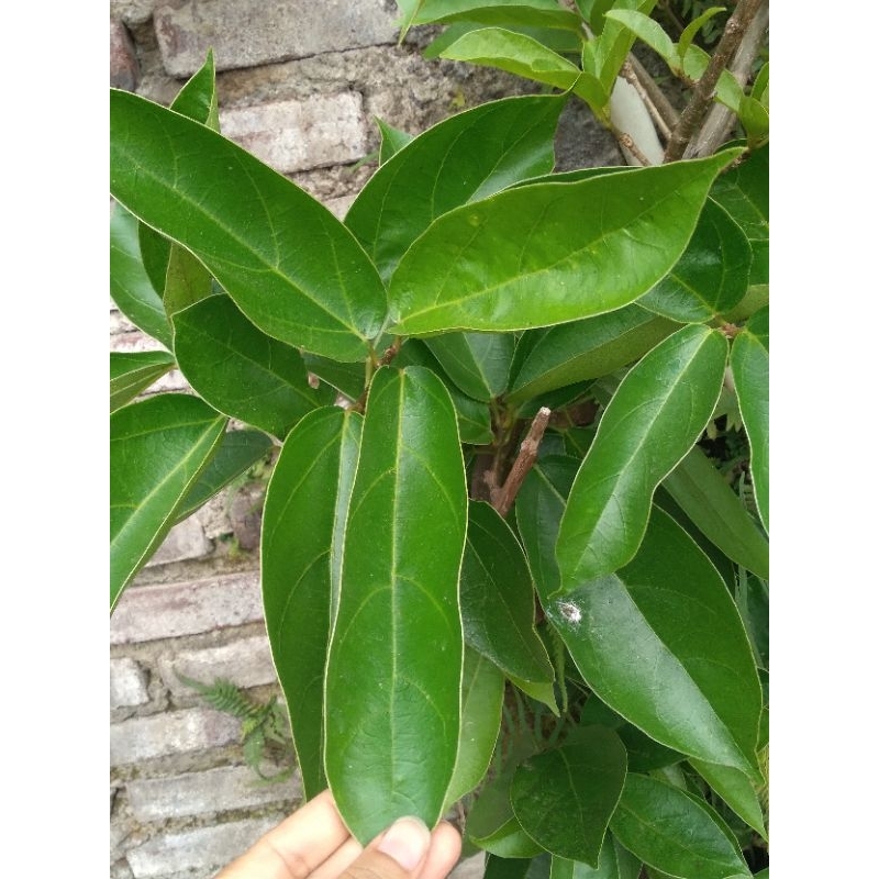 

daun cincau hijau segar paket 500 gram