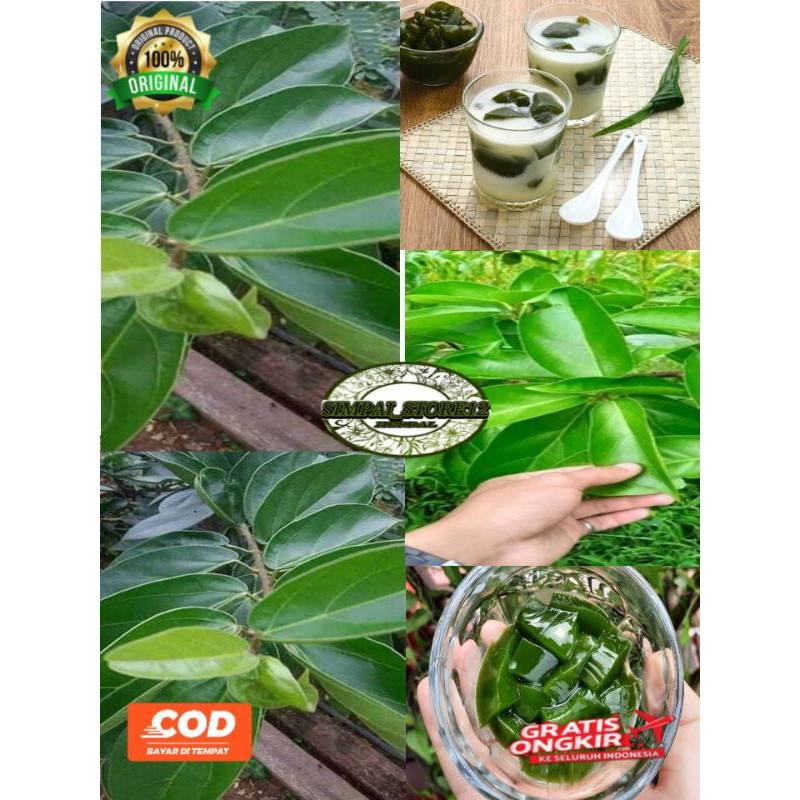 

Daun Cincau 500Gram Segar Daun Camcau