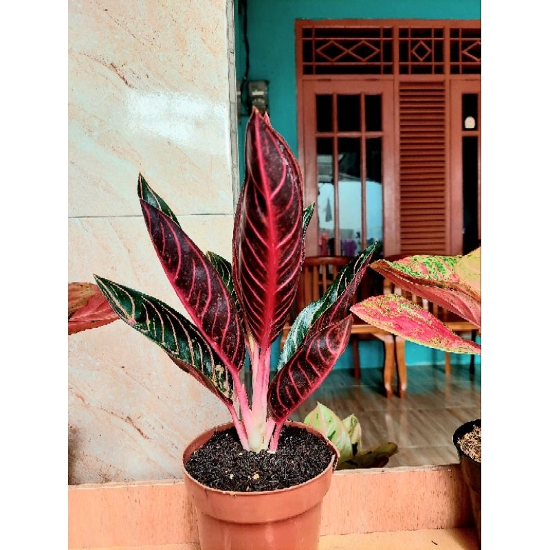 aglonema pride of sumatra