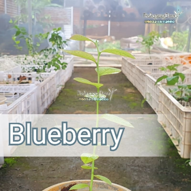 Bibit Blueberry SPANYOL Import Original | Dataran Rendah / Tinggi | Bibit Blue berry Import | Pedaga