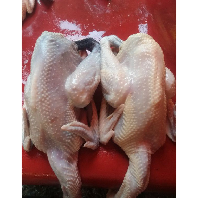 

NEW Ayam Kampung Fresh 11 gr Berat Hidup