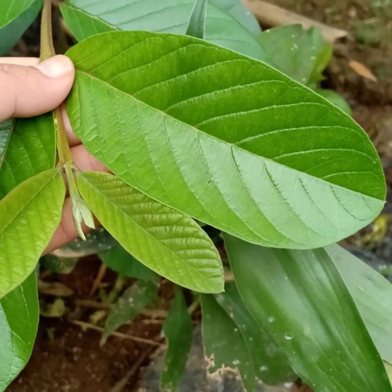 

Daun Jambu Biji Segar 100gr