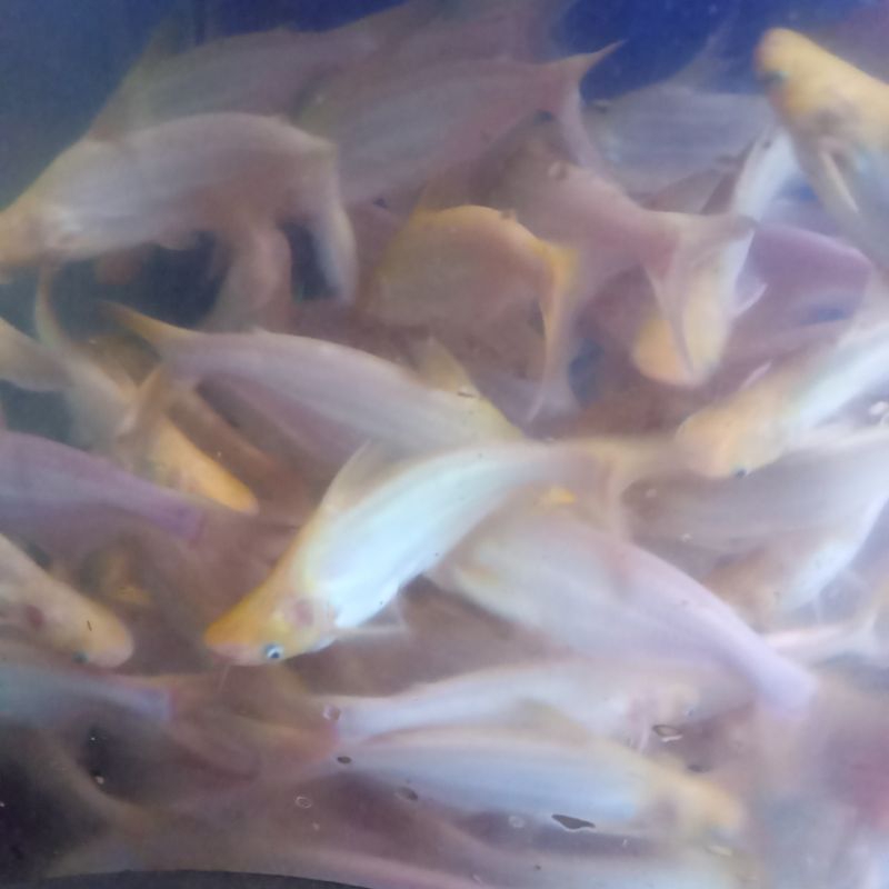 Bibit Ikan Patin Albino ukuran 15 cm