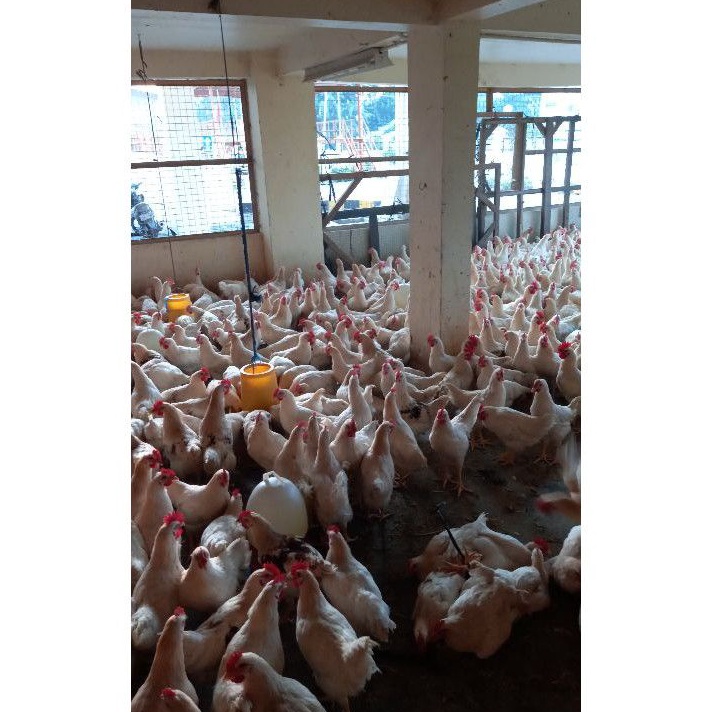 

READY STOK Ayam Pejantan Fresh
