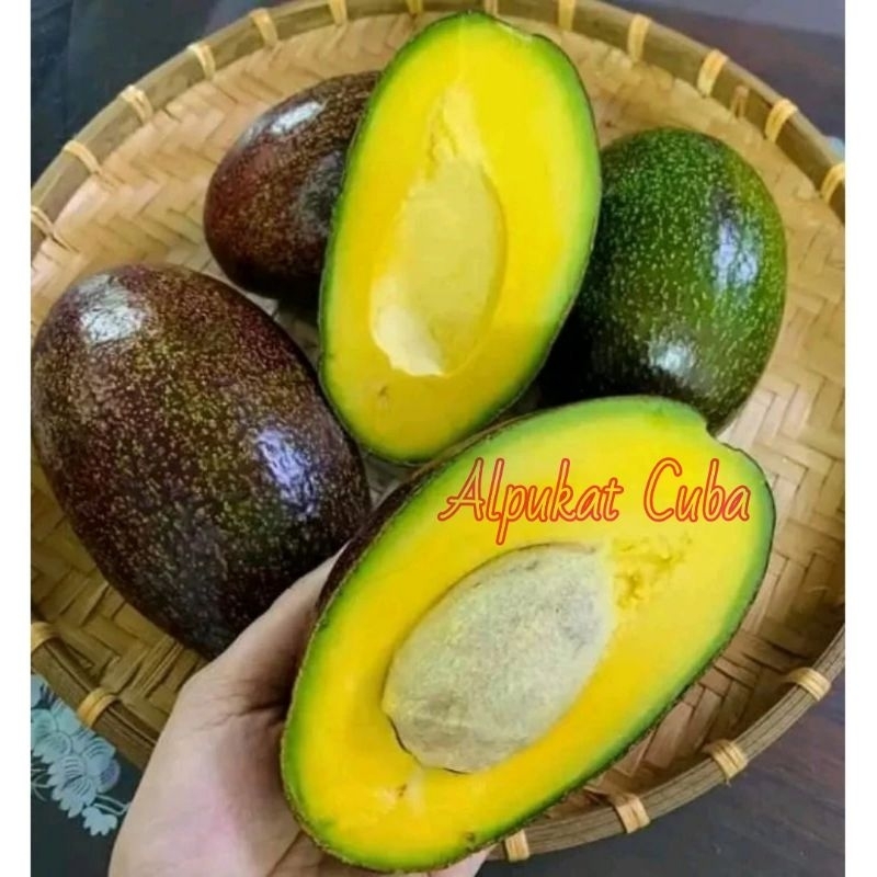 

Bibit Alpukat Cuba Super Cepat Berbuah Asli Buatan Sendiri