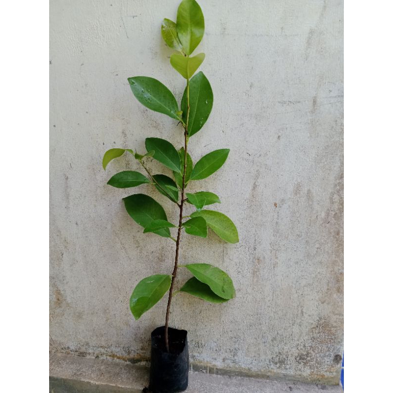 iprik/ preh harga terjangkau 10 batang 20.000