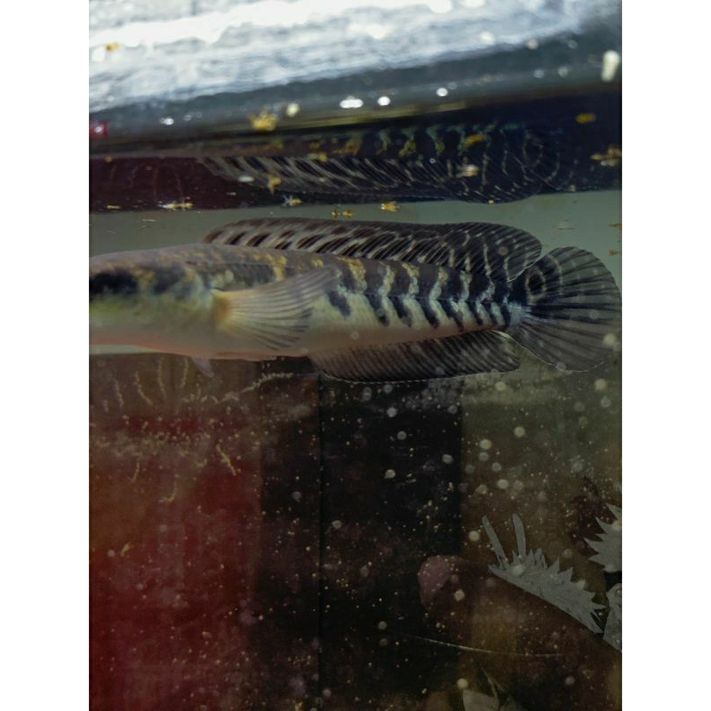 YS Full cabung 14-15