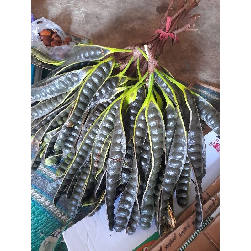 

pete mateng/masak pohon (paket 20 Papan)