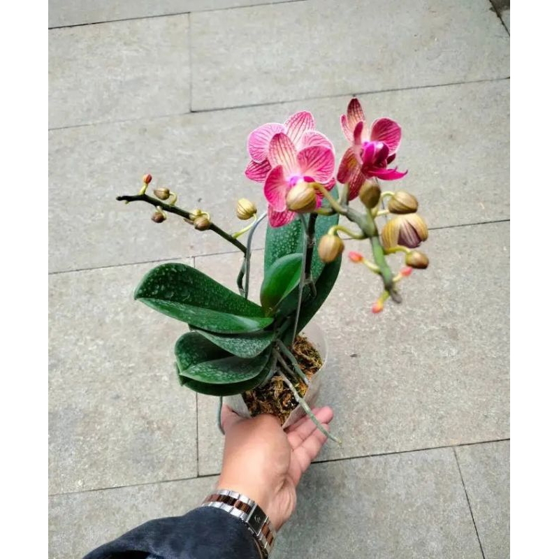 SEDANG PROMO Anggrek bulan dewasa