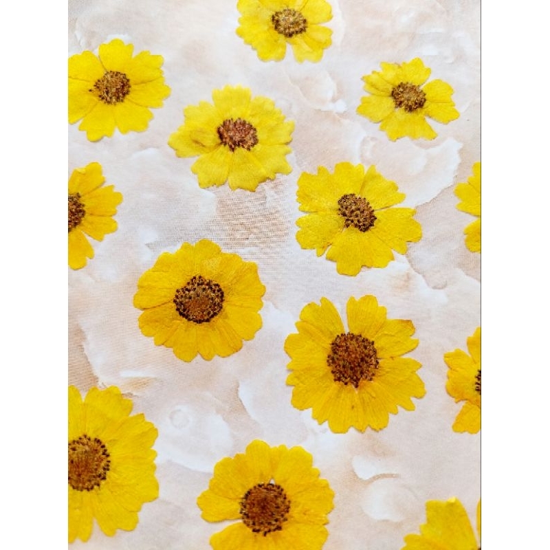 Pressed Sanvitalia - Pressed flower - Bunga kering - Akrilik Frame - Flower in frame - Mahar - Oshib