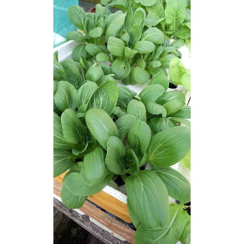 

pakcoy Pokcoy Hidroponik