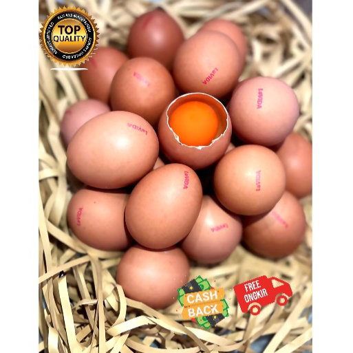 

GROSIR Telur LaVIDA Omega 3 ASLI bukan Suntikan 3 butir1 TRAY