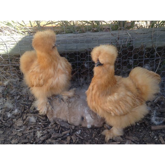 TELUR AYAM HIAS KAPAS UNTUK DI TETASKAN