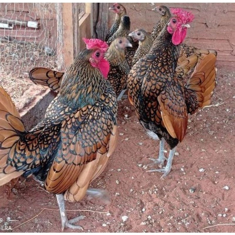 Telur ayam hias batik merah untuk ditetaskan