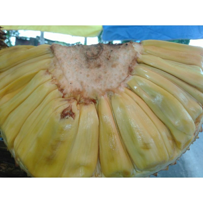 Buah Nangka matang manis