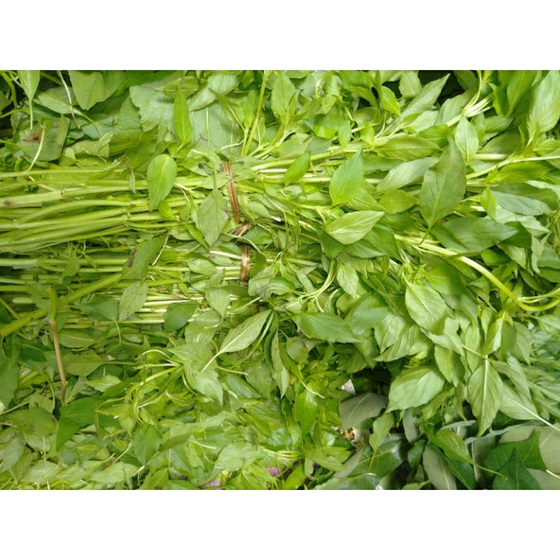 

Sayur Daun Kemangi ikat