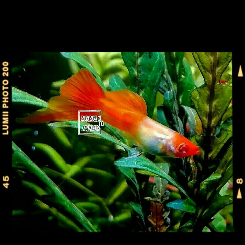 ikan guppy albino koi