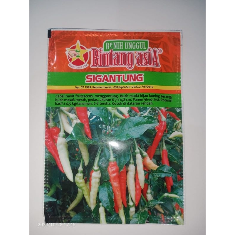 Benih Unggul Cabai Rawit SIGANTUNG