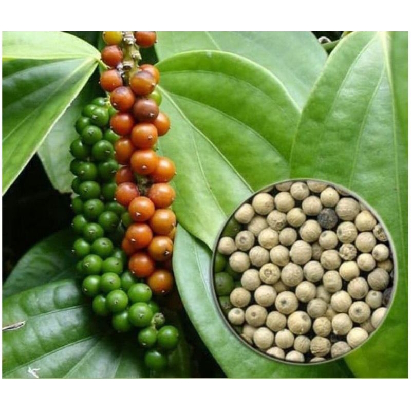 Bibit Merica Perdu / Bibit Lada Perdu.