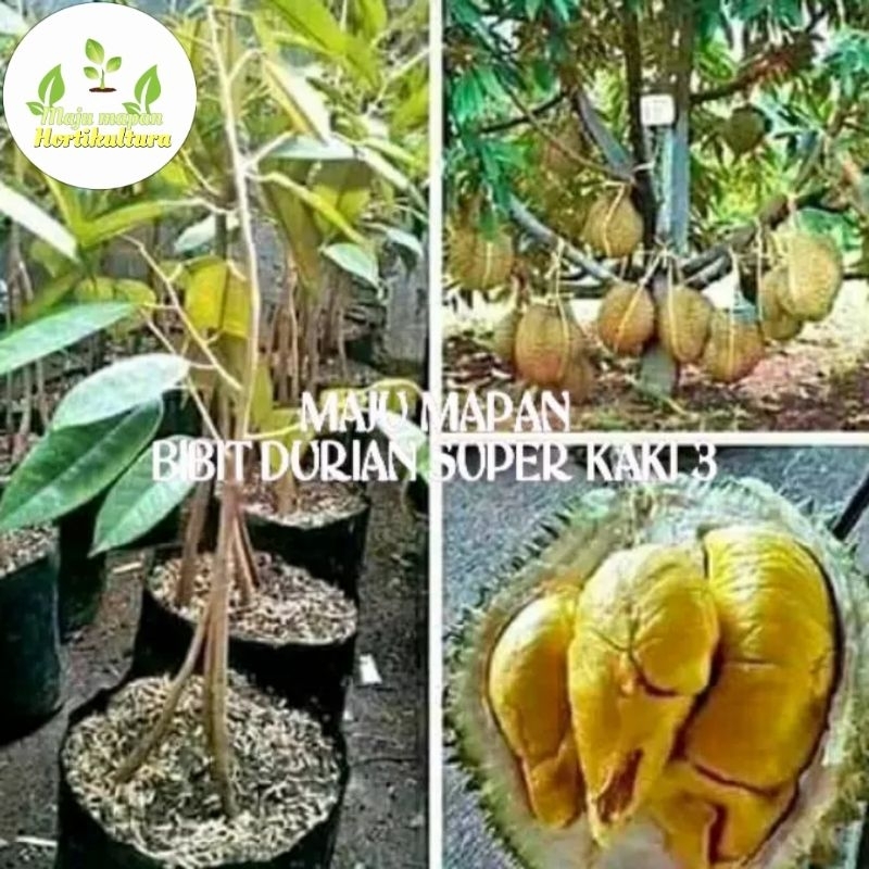 BIBIT DURIAN BAWOR KAKI 3 SUPER