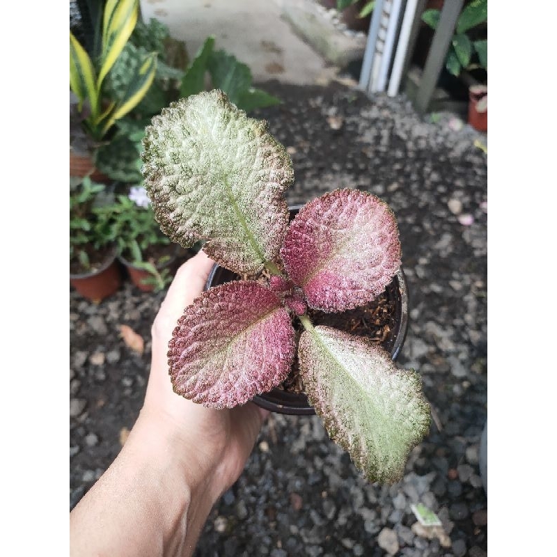 Episcia silver pink