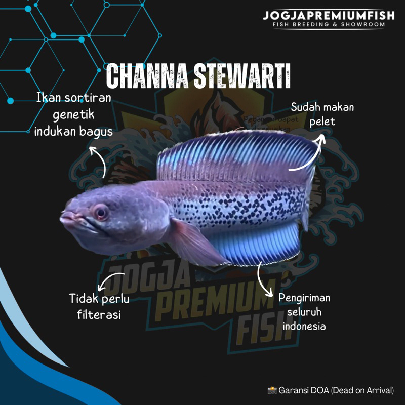 

STIKER STEWARTI