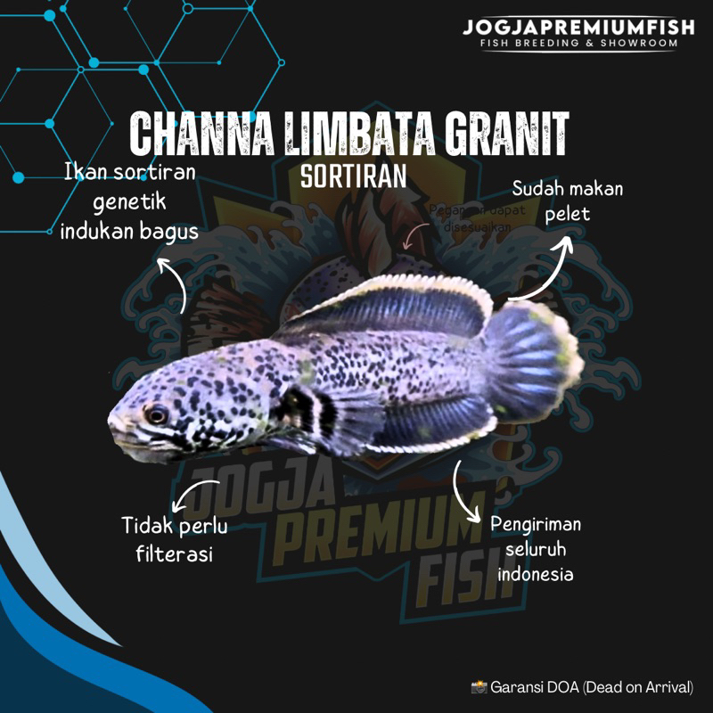 

STIKER LIMBATA GRANIT RARE ITEM 5-7 CM