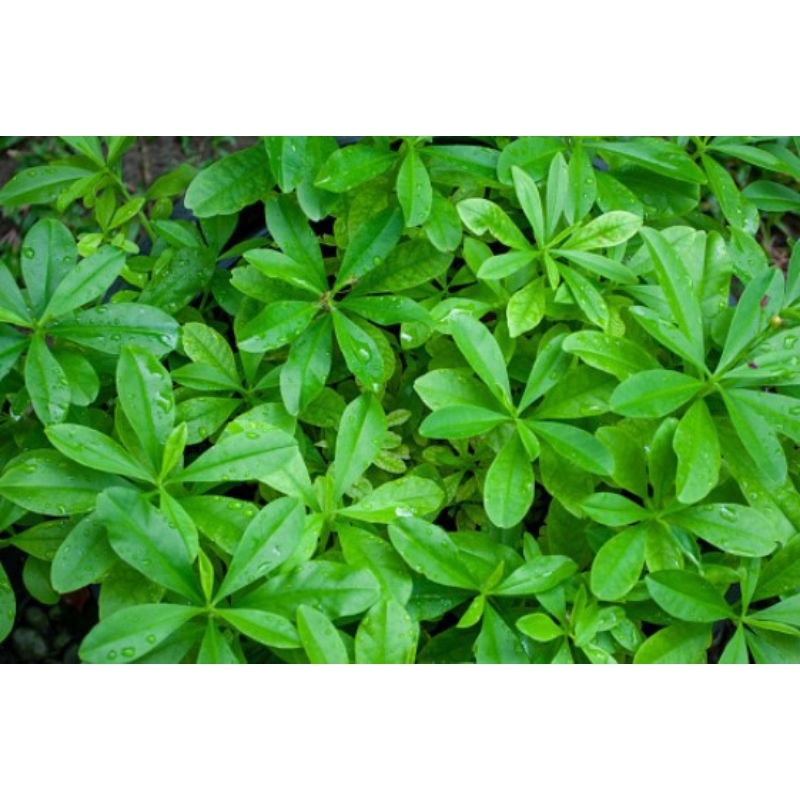 

DAUN GINGSENG FRESH HERBAL