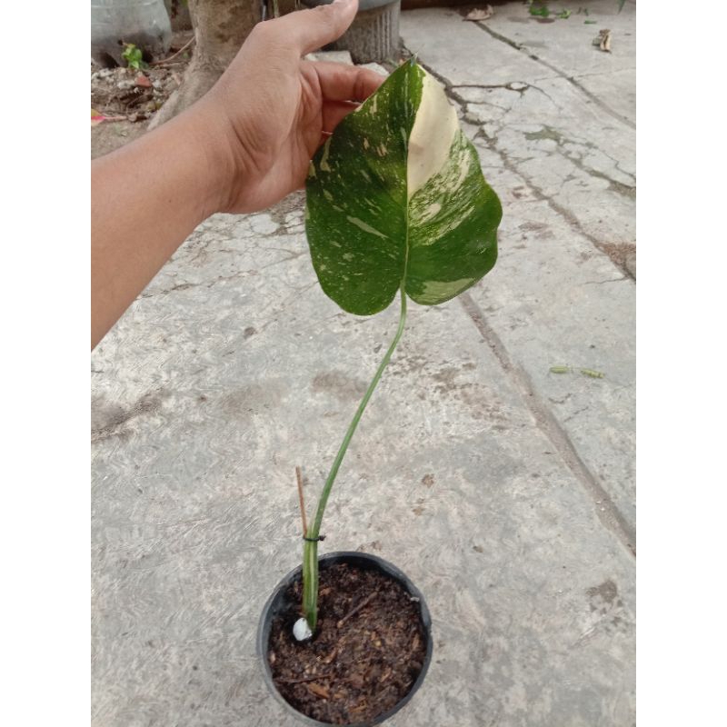 tanaman hias monthai