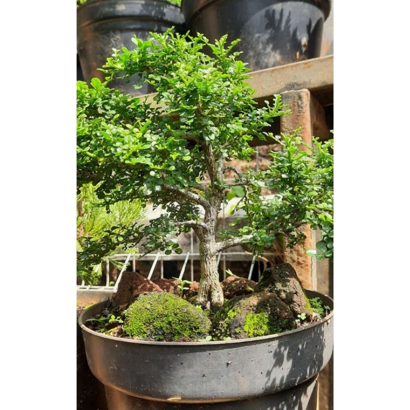 Bonsai Kemuning Super Micro / jipun