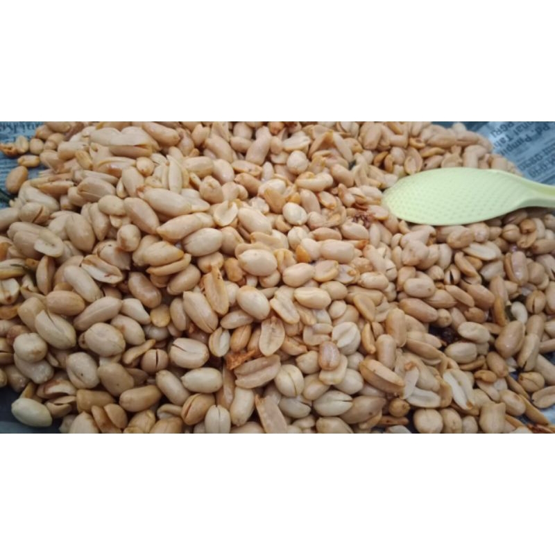 

kacang gawil