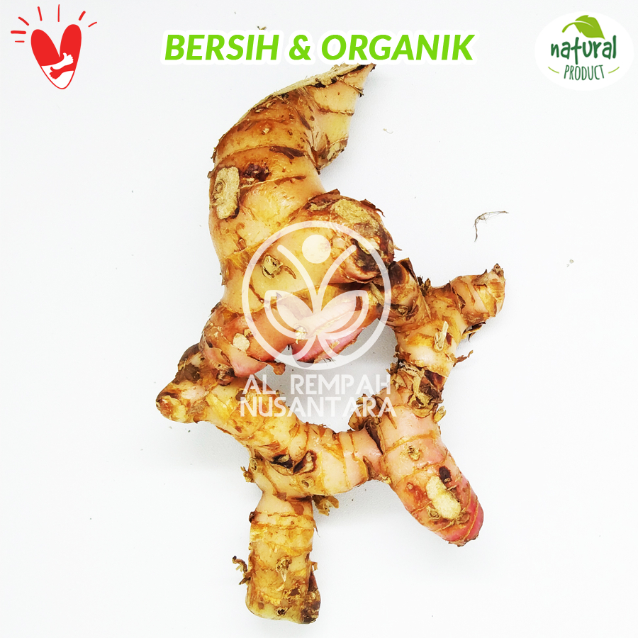 

Laos atau Lengkuas Segar Super 1kg Organik - Murah