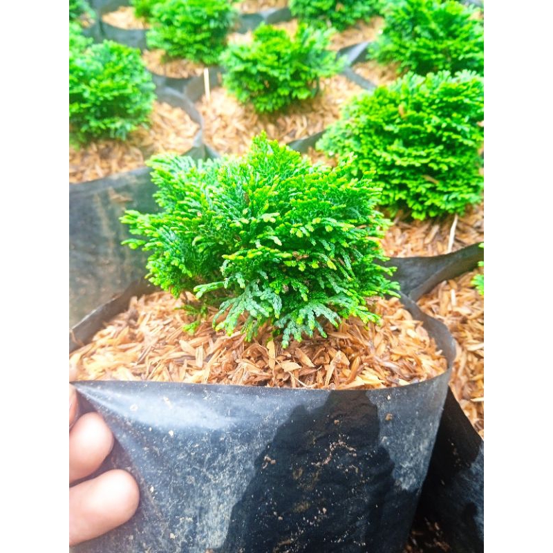 cemara inoki hijau cemara mini cemara micro