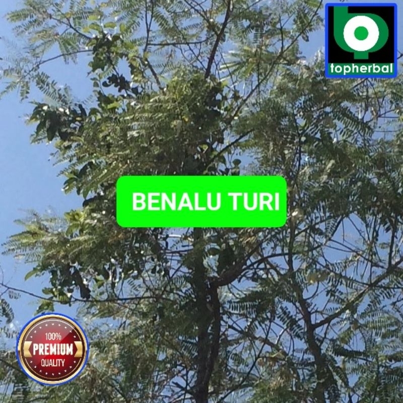 

Benalu Turi Fresh/Segar Baru Petik 500 Gram