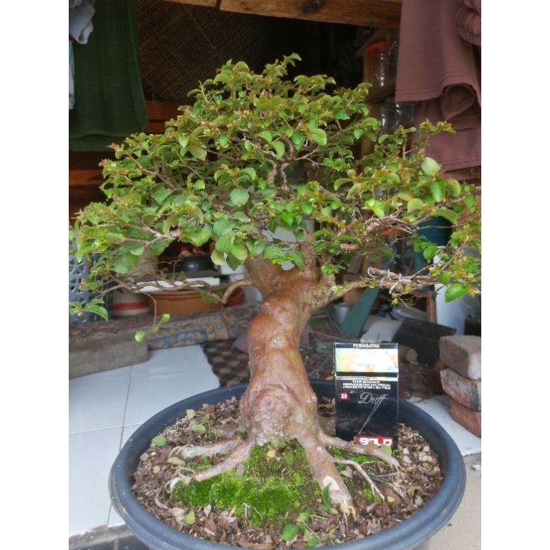 bonsai sakura lokal real pic