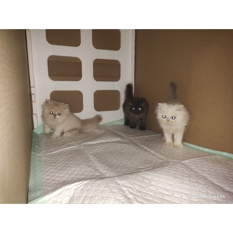 Kucing Kitten persia