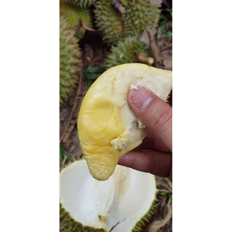 

durian geumpang
