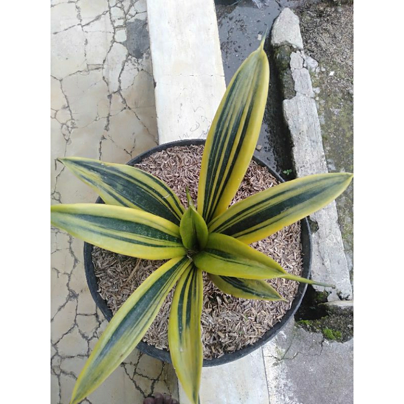 Tanaman sensivera gold flame